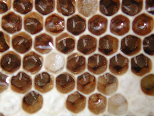 Foto: Piepkleine eitjes (stiftjes) op de bodem van de cel