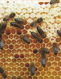 Foto: Verzegelde honingkrans en open nectar