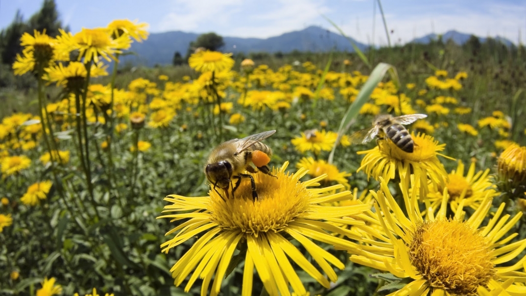 Bijenstal op een bloem