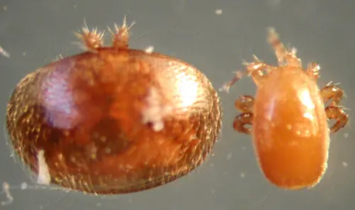 Vergelijking Varroa en Tropilaelaps