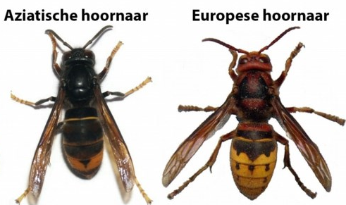 Aziatische Hoornaar